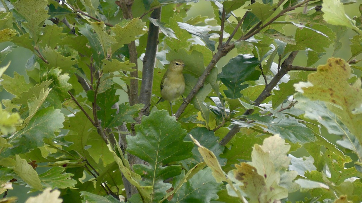 Tennessee Warbler - ML641752698