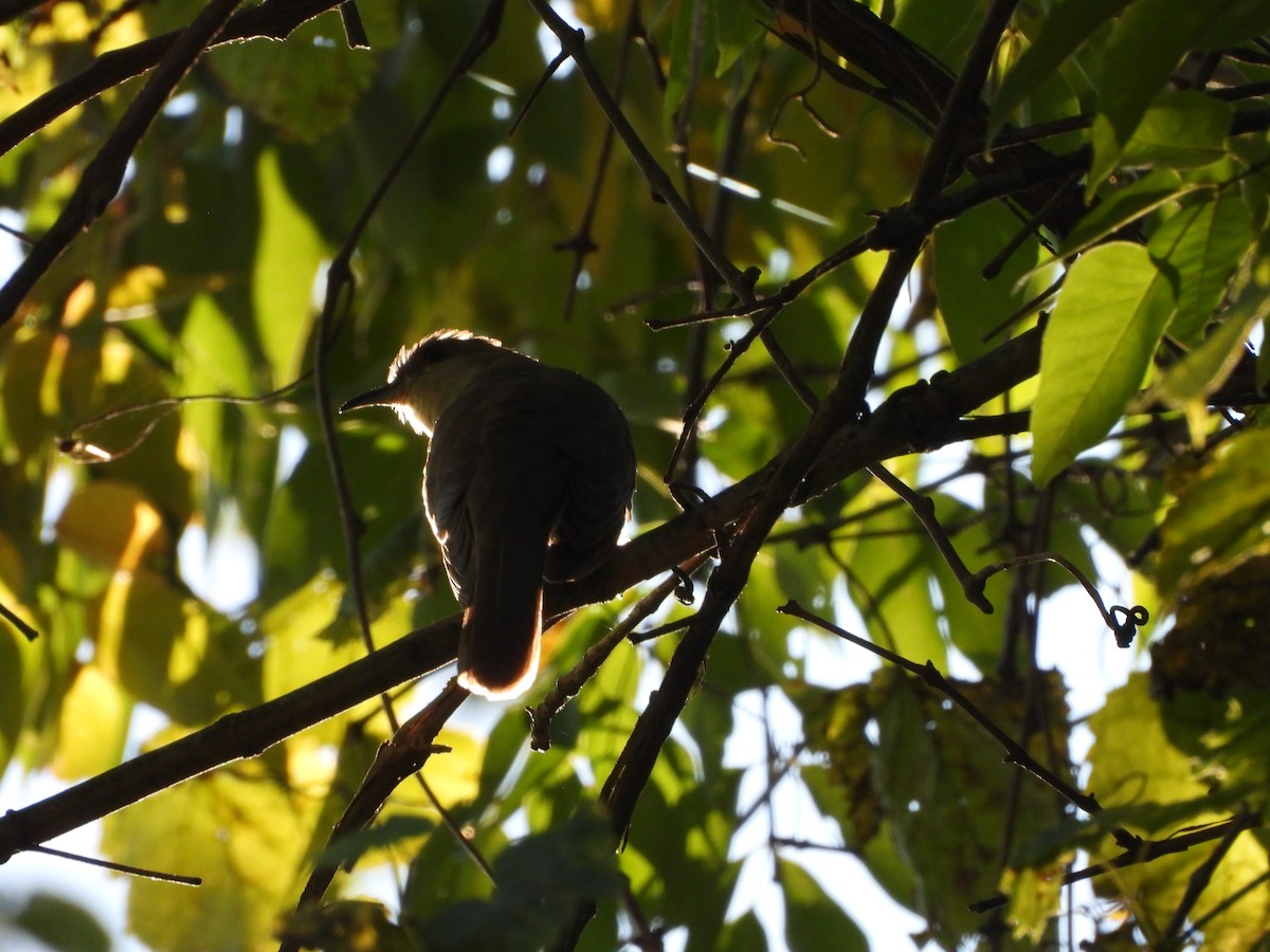 Black-billed Cuckoo - ML641752700