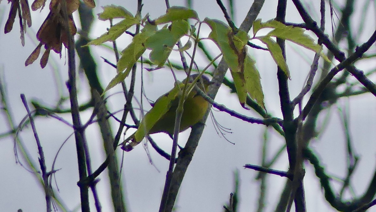 Nashville Warbler - ML641752703