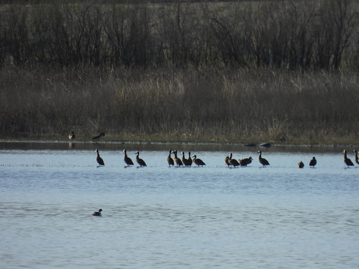 Dendrocygne veuf - ML641752705
