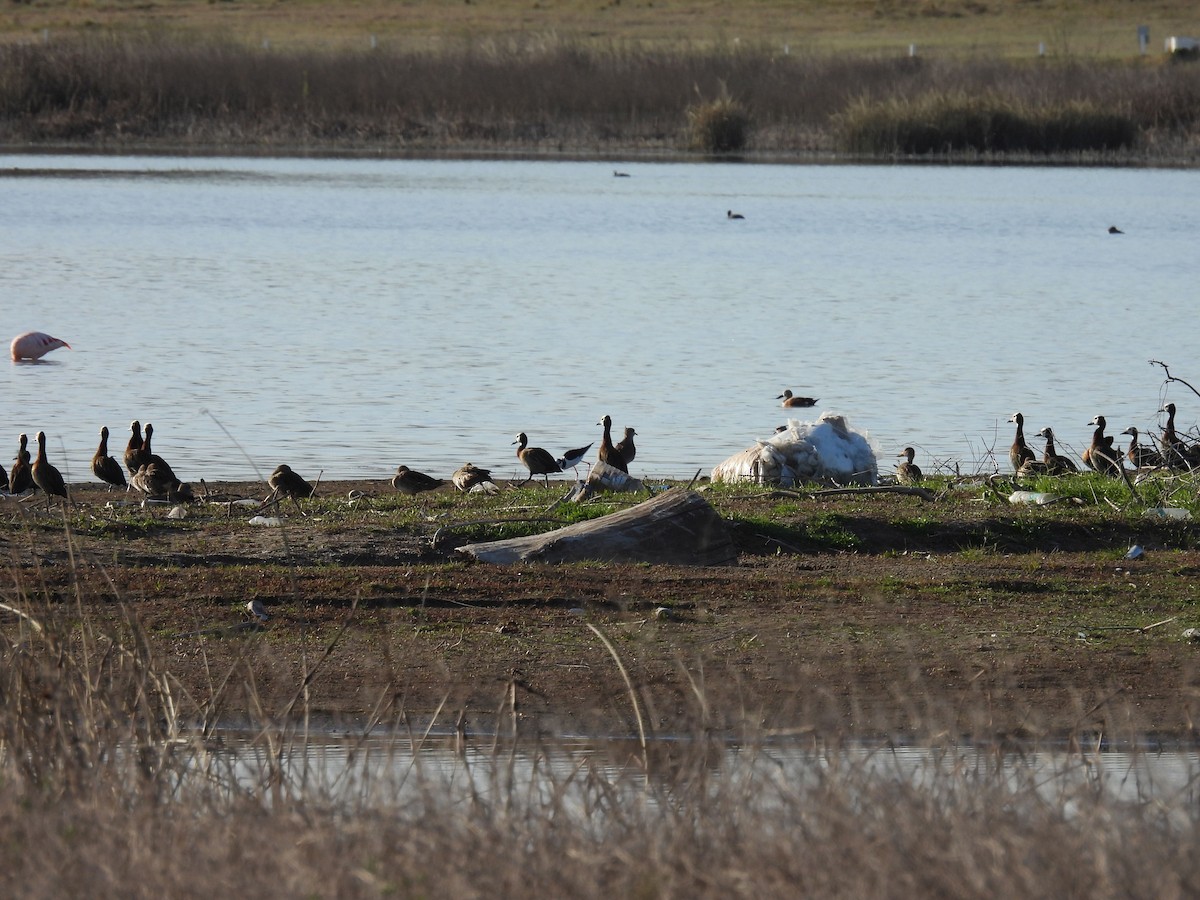 Dendrocygne veuf - ML641752706