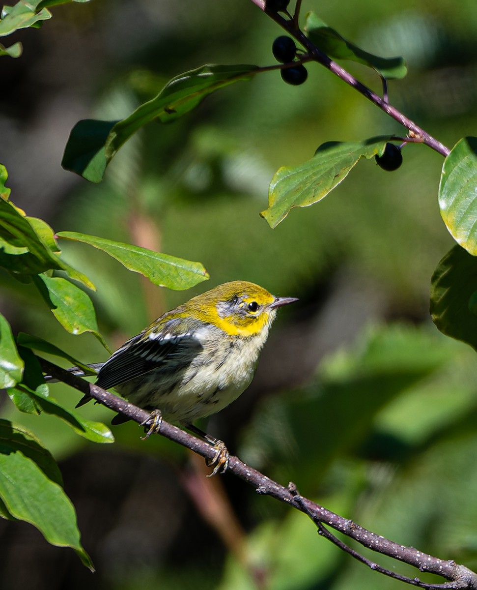 Black-throated Green Warbler - ML641752722