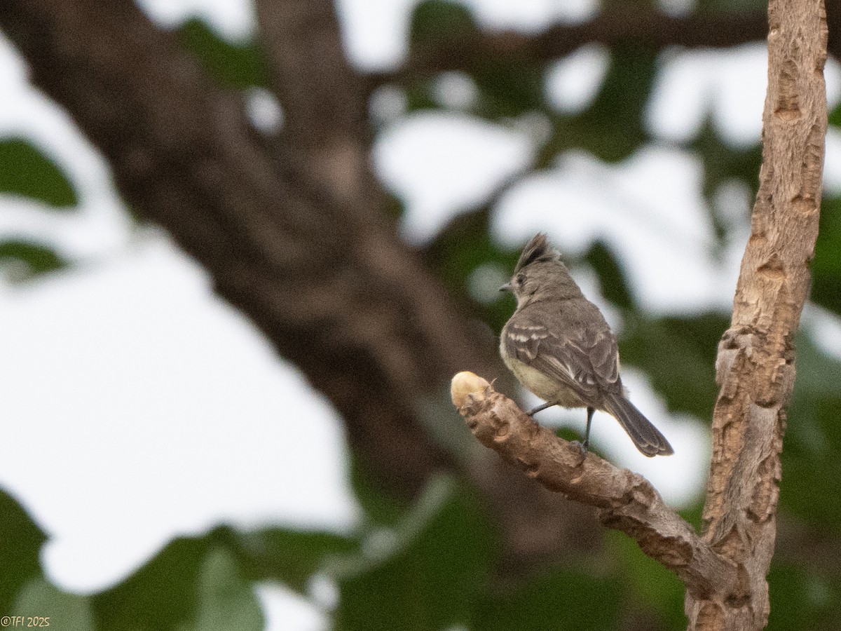 Plain-crested Elaenia - ML641752809