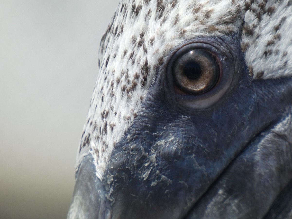 Brown Pelican (Atlantic) - ML641752830