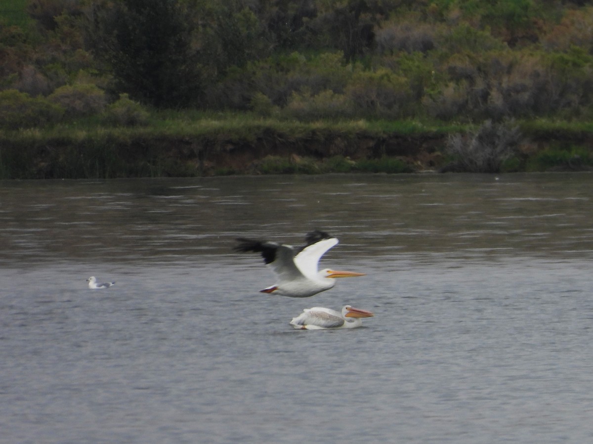 American White Pelican - ML641752857