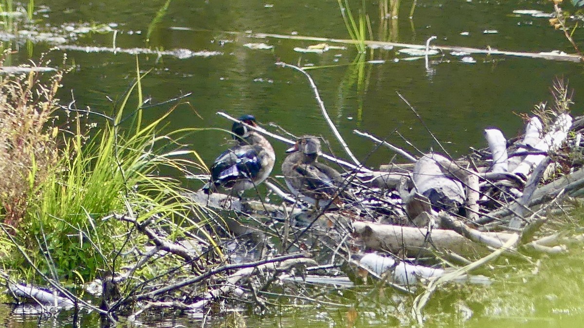 Wood Duck - ML641752888