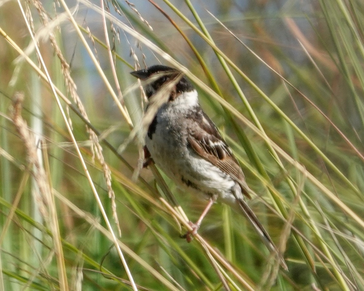 Pallas's Bunting - ML641752912