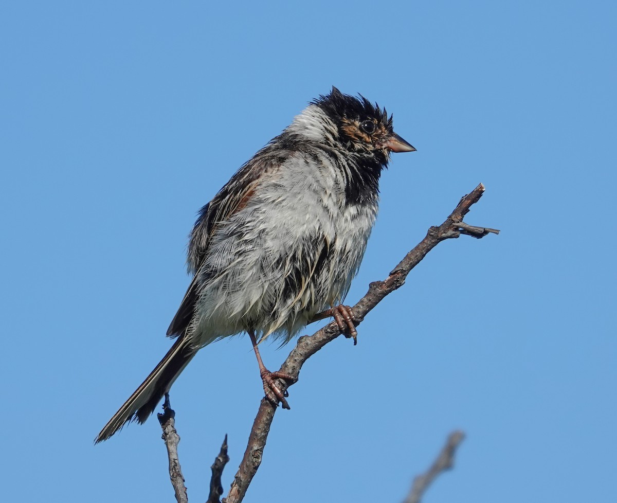 Pallas's Bunting - ML641752913