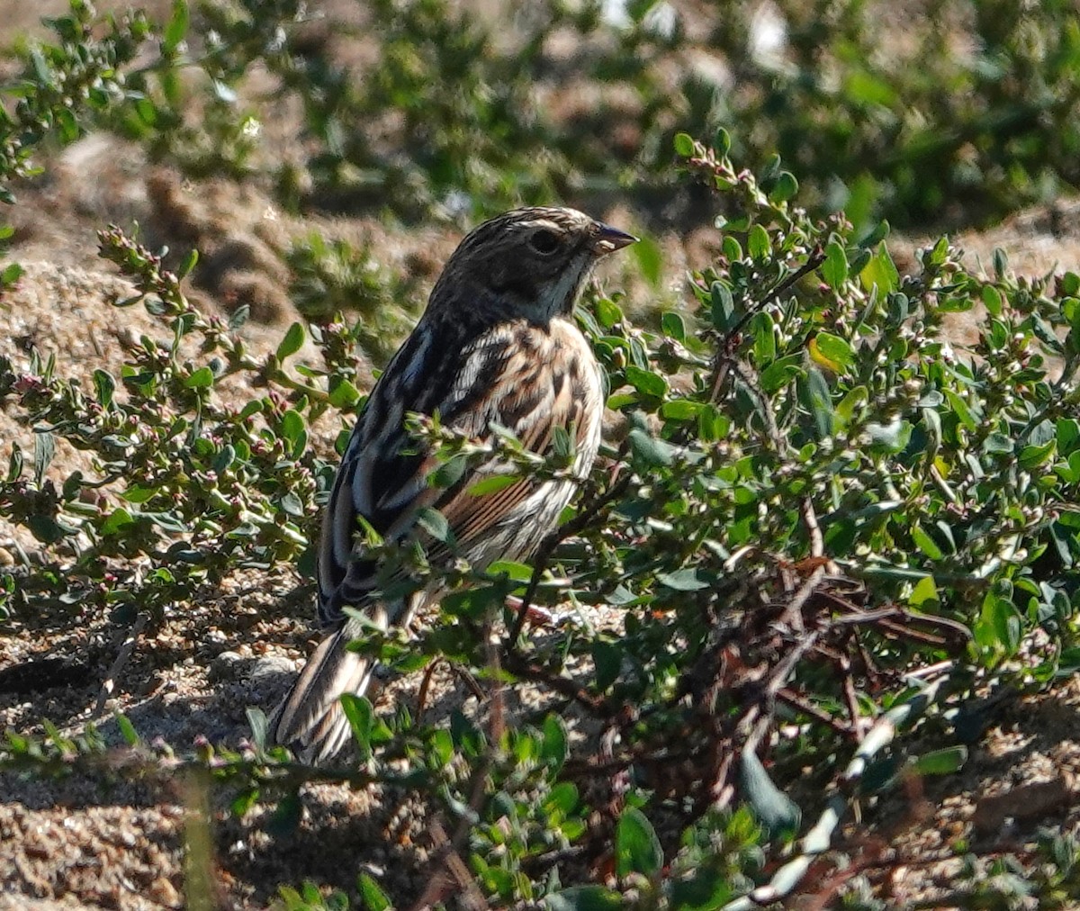Pallas's Bunting - ML641752918