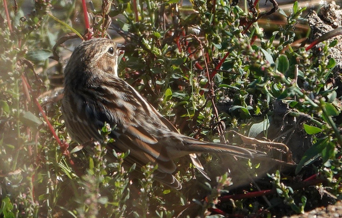 Pallas's Bunting - ML641752919