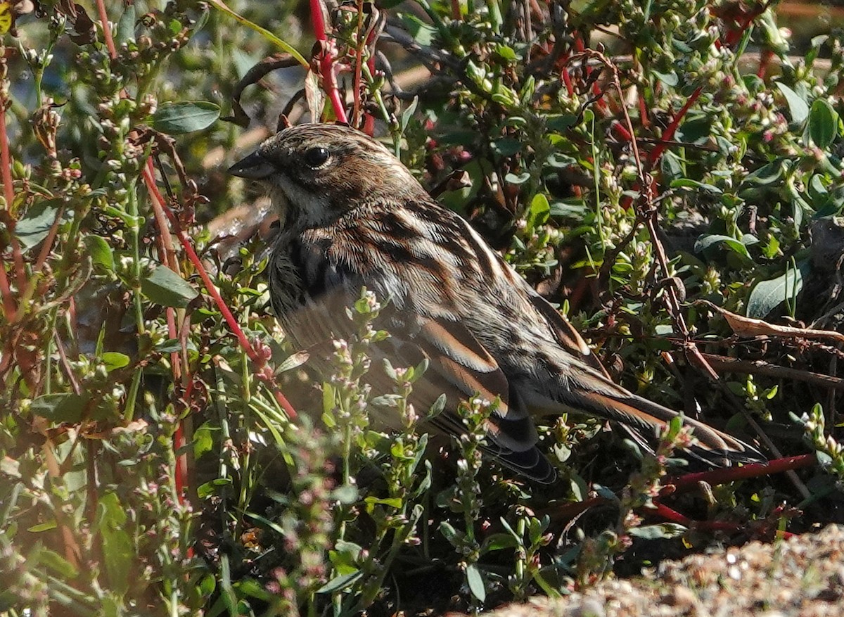 Pallas's Bunting - ML641752920