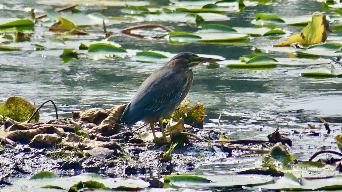 Green Heron - ML641752929