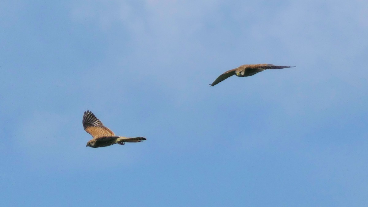 Eurasian Kestrel - ML641752934