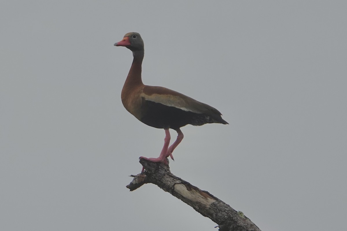Dendrocygne à ventre noir - ML641752940