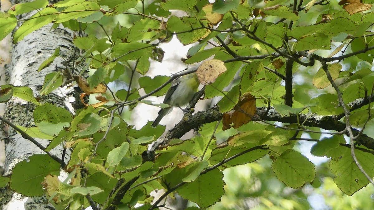 Yellow-throated Vireo - ML641752955