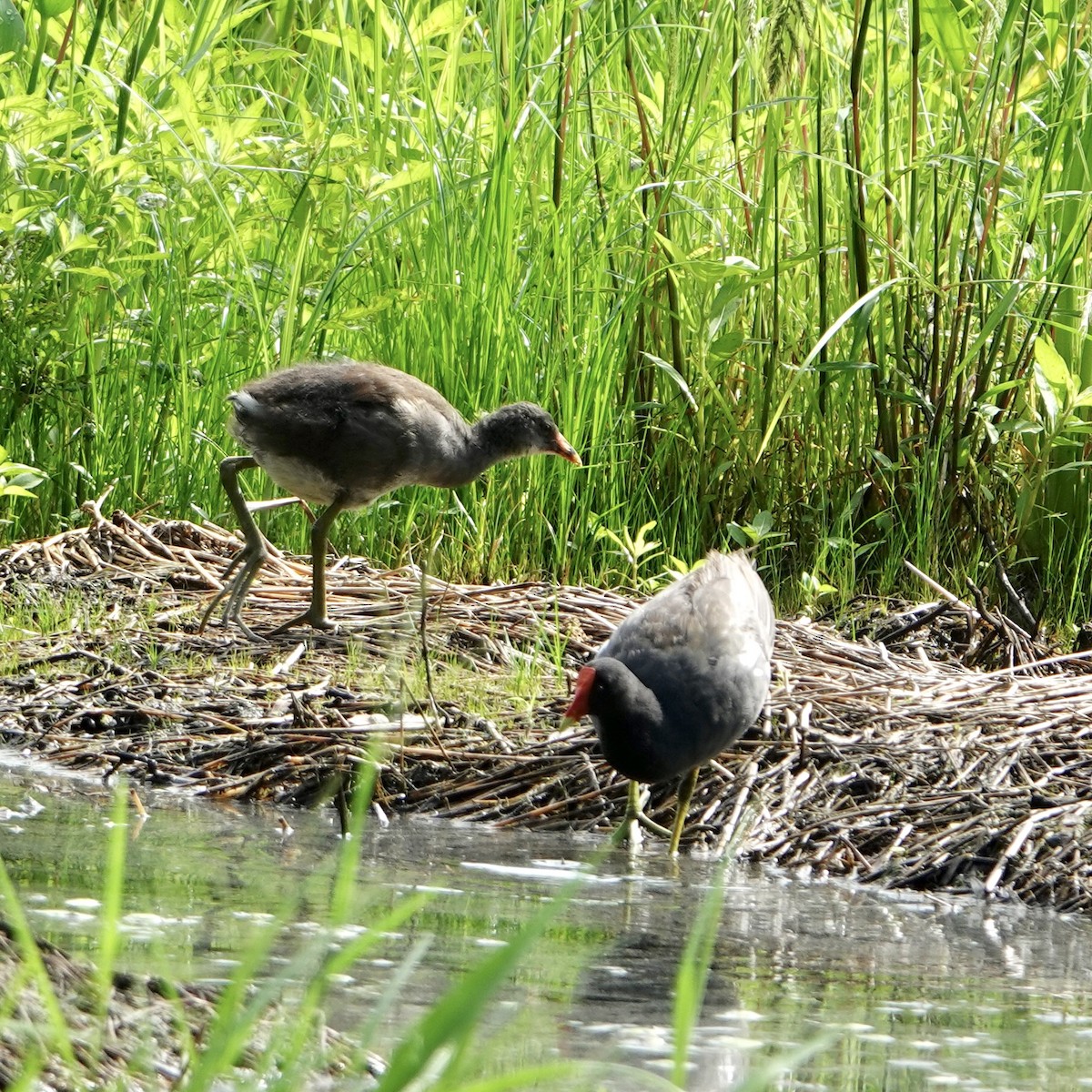 Gallinule d'Amérique - ML641752958