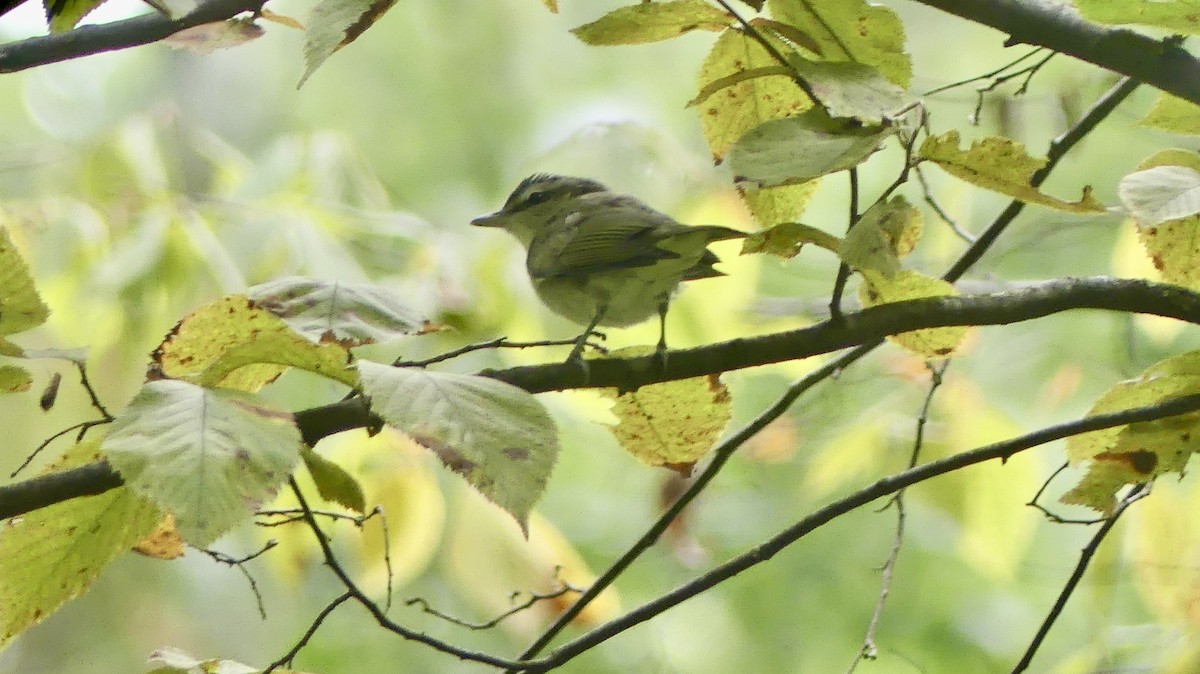 Red-eyed Vireo - ML641752966