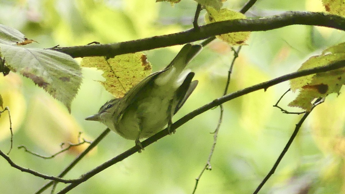Red-eyed Vireo - ML641752967