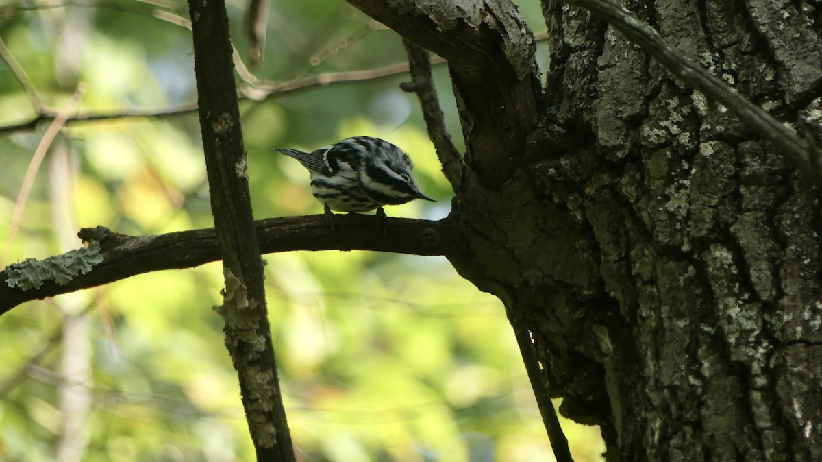 Black-and-white Warbler - ML641752989