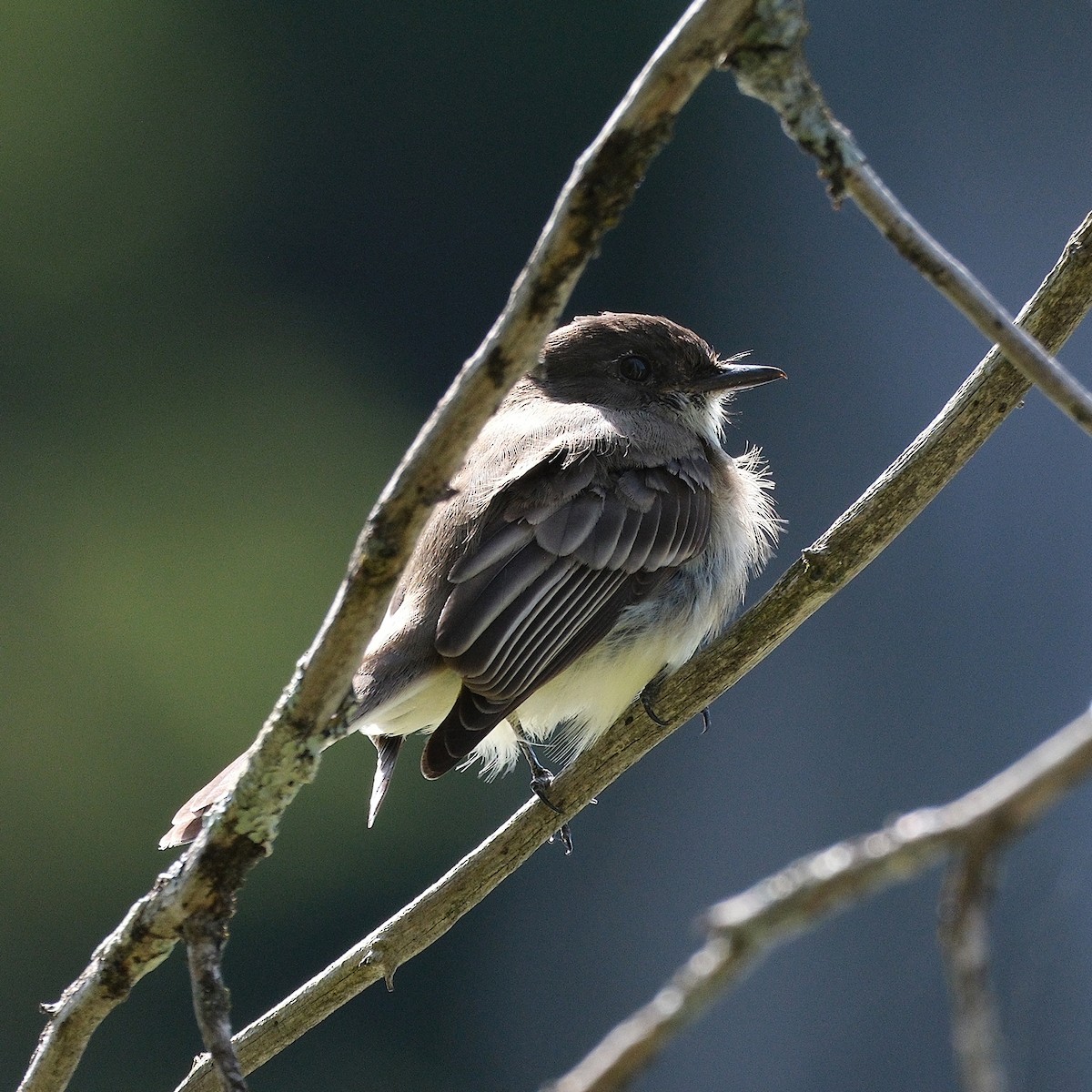 Eastern Phoebe - ML641752990