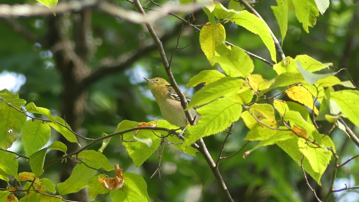 Bay-breasted Warbler - ML641752995