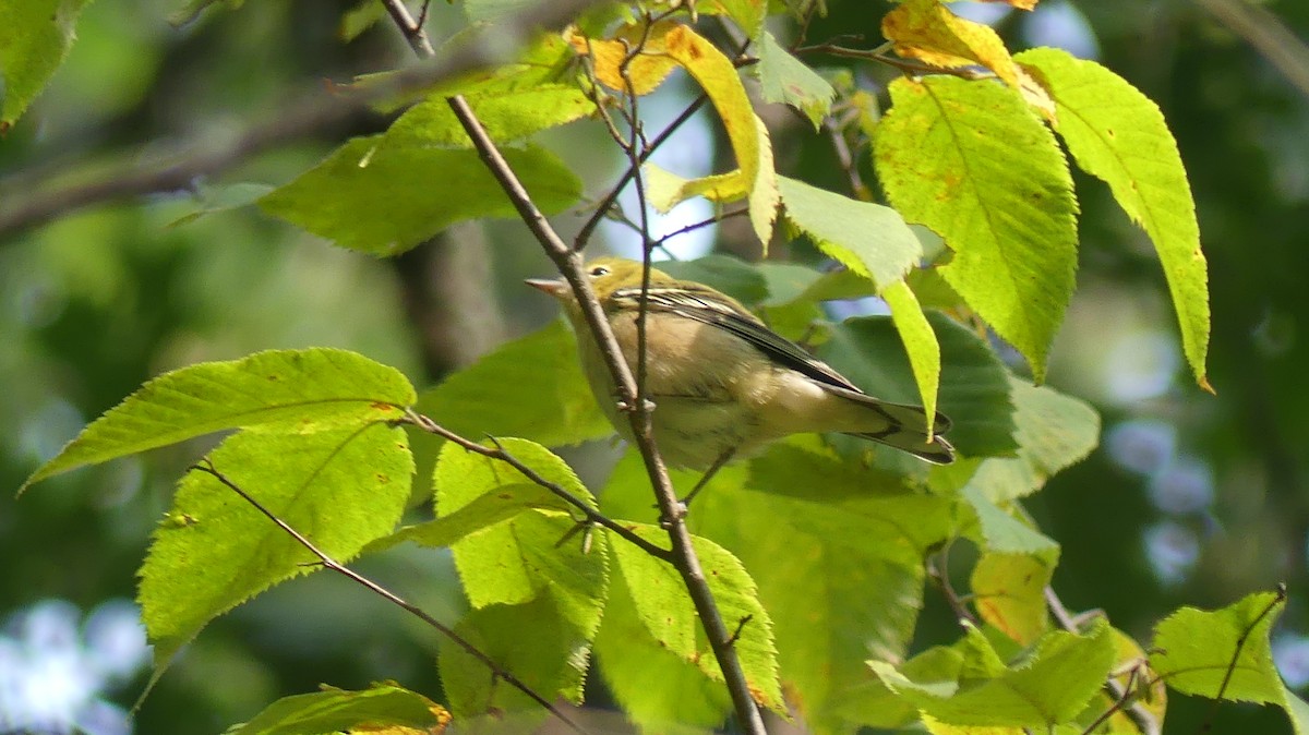 Bay-breasted Warbler - ML641752996