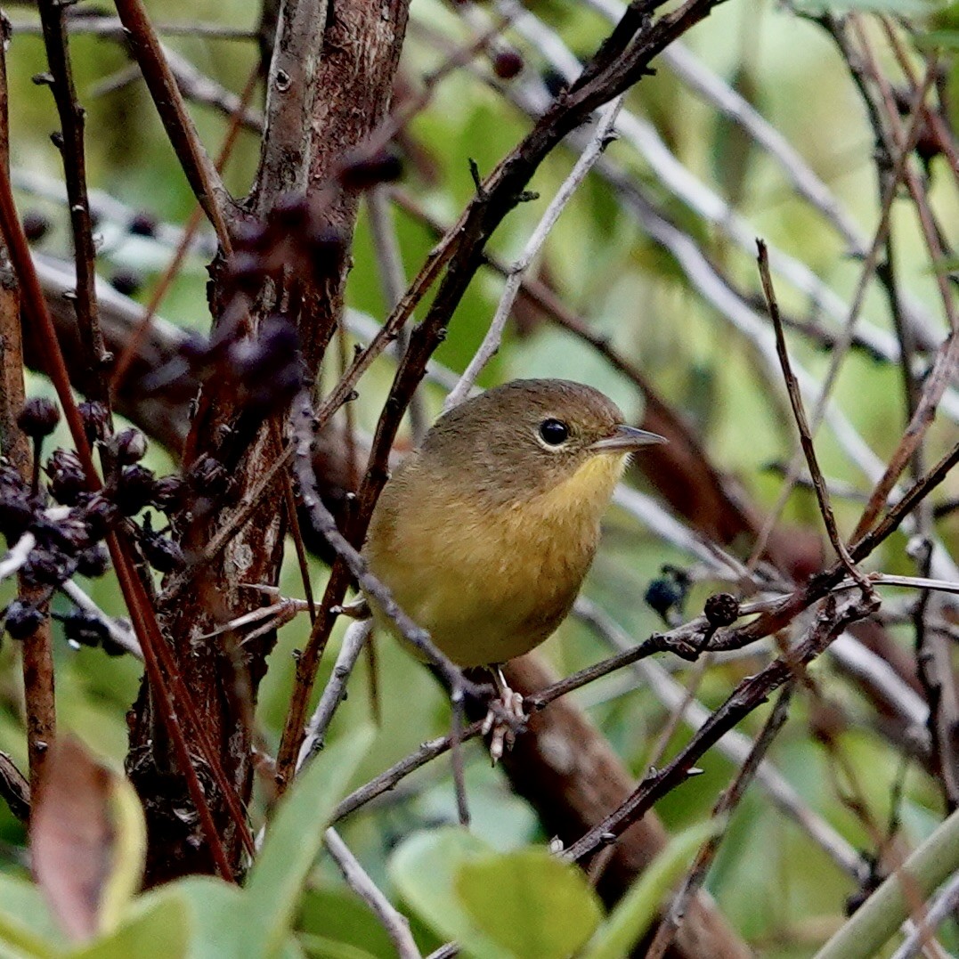 Paruline masquée - ML641753037