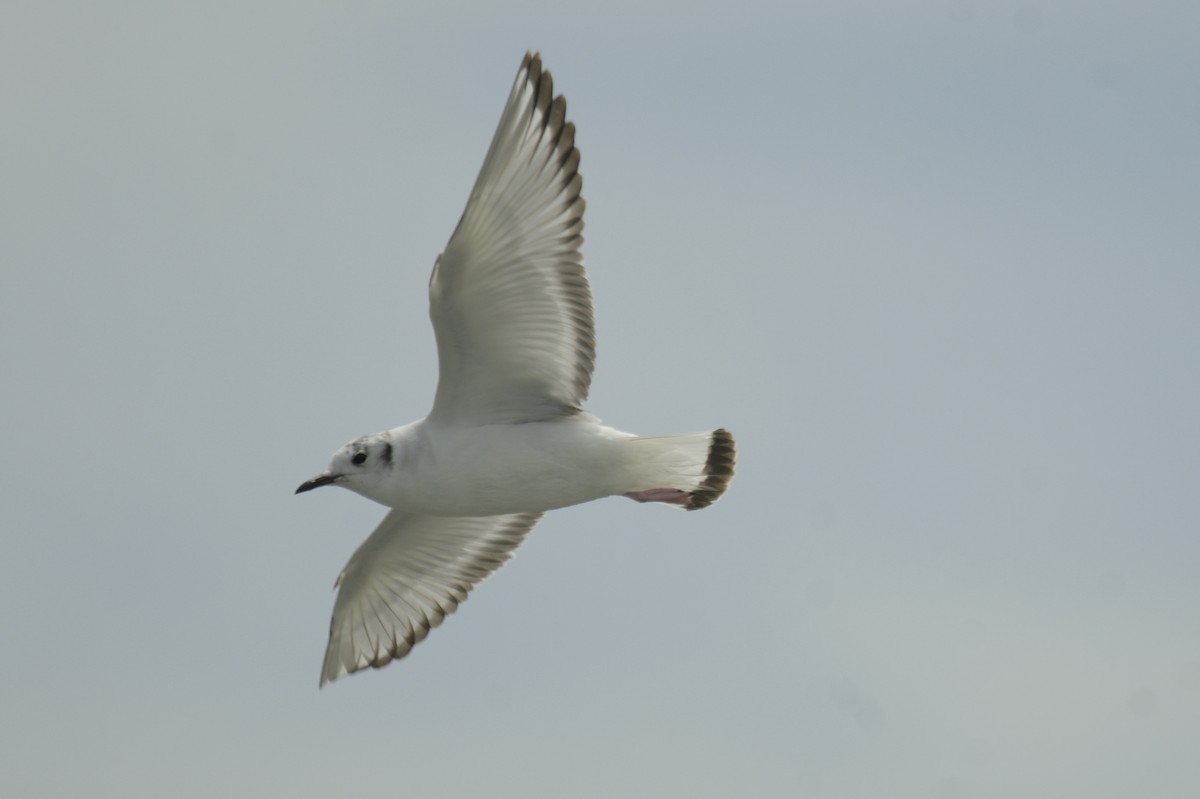 Bonaparte's Gull - ML641753043