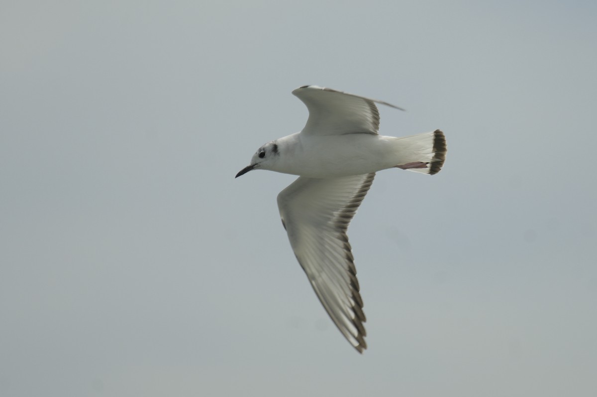 Bonaparte's Gull - ML641753044