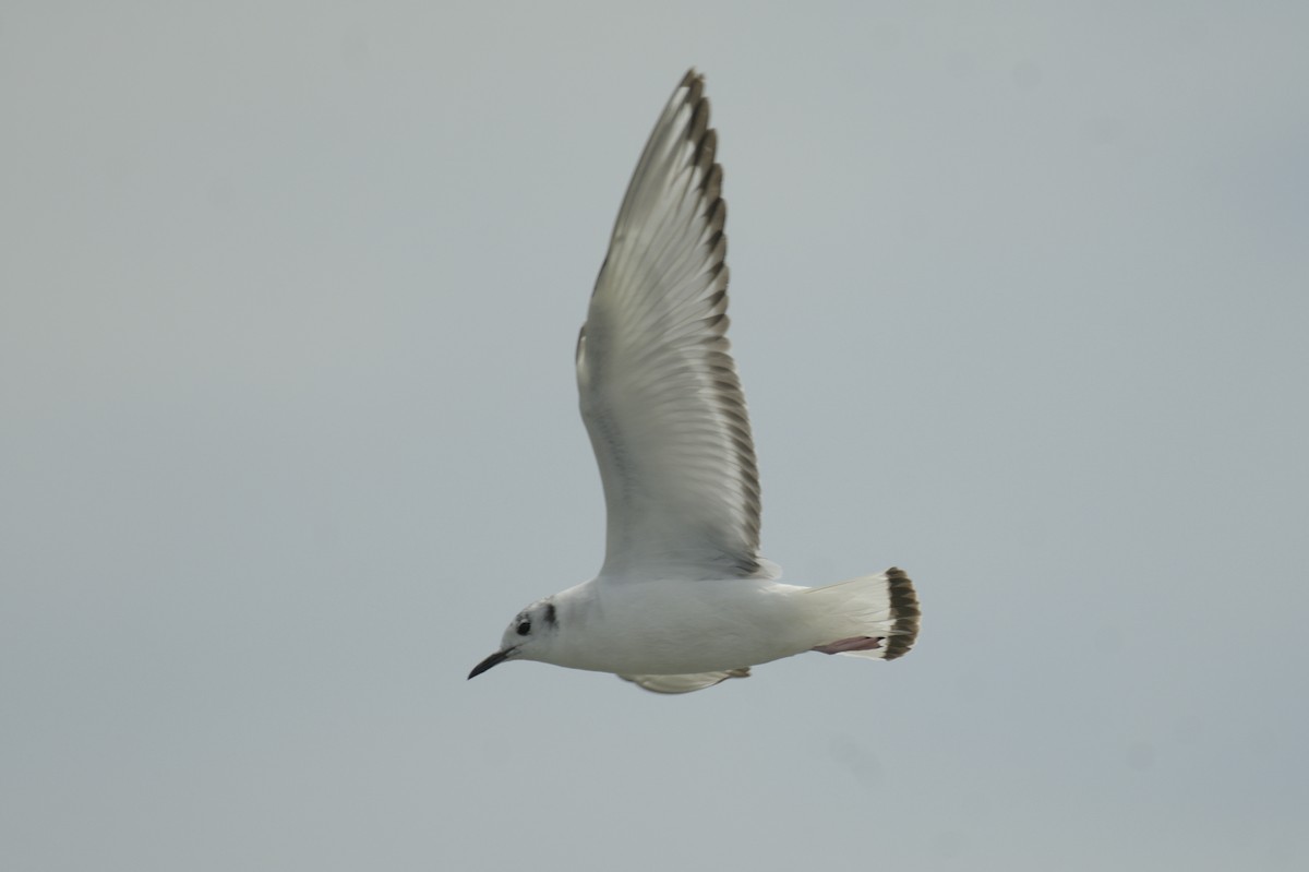 Bonaparte's Gull - ML641753045