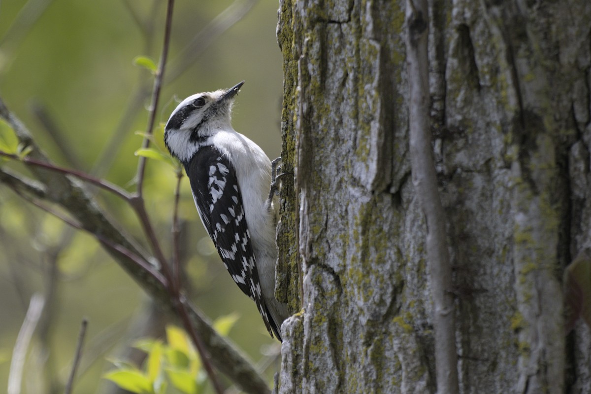 Downy Woodpecker - ML641753066