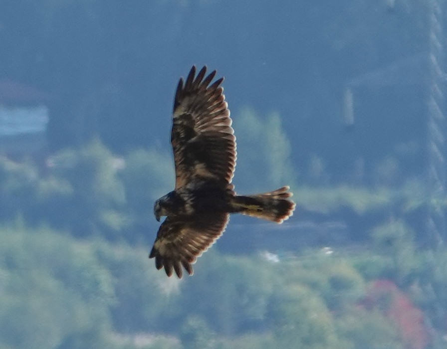 Eastern Marsh Harrier - ML641753071