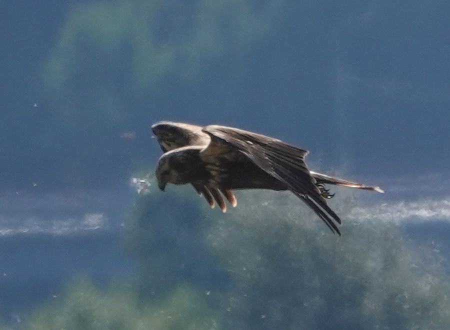 Eastern Marsh Harrier - ML641753072