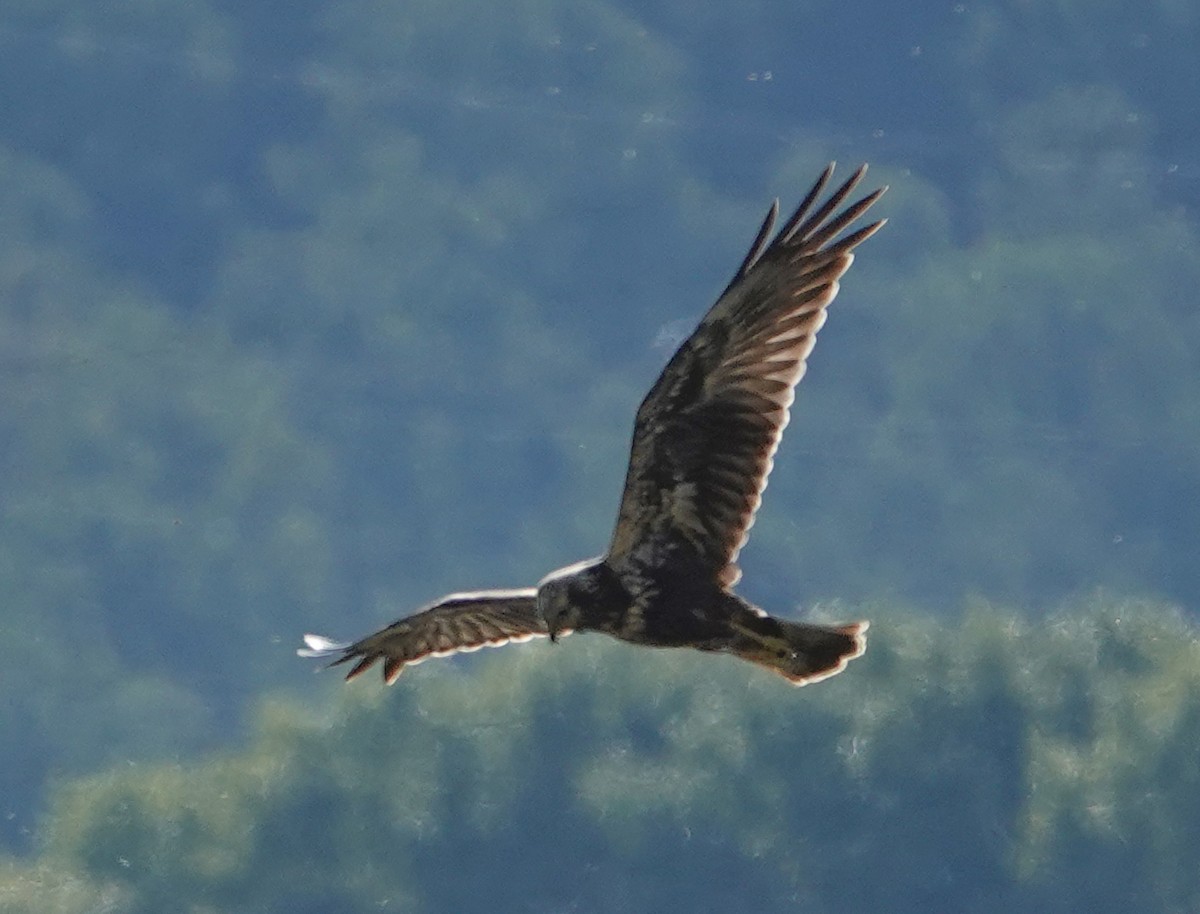 Eastern Marsh Harrier - ML641753073