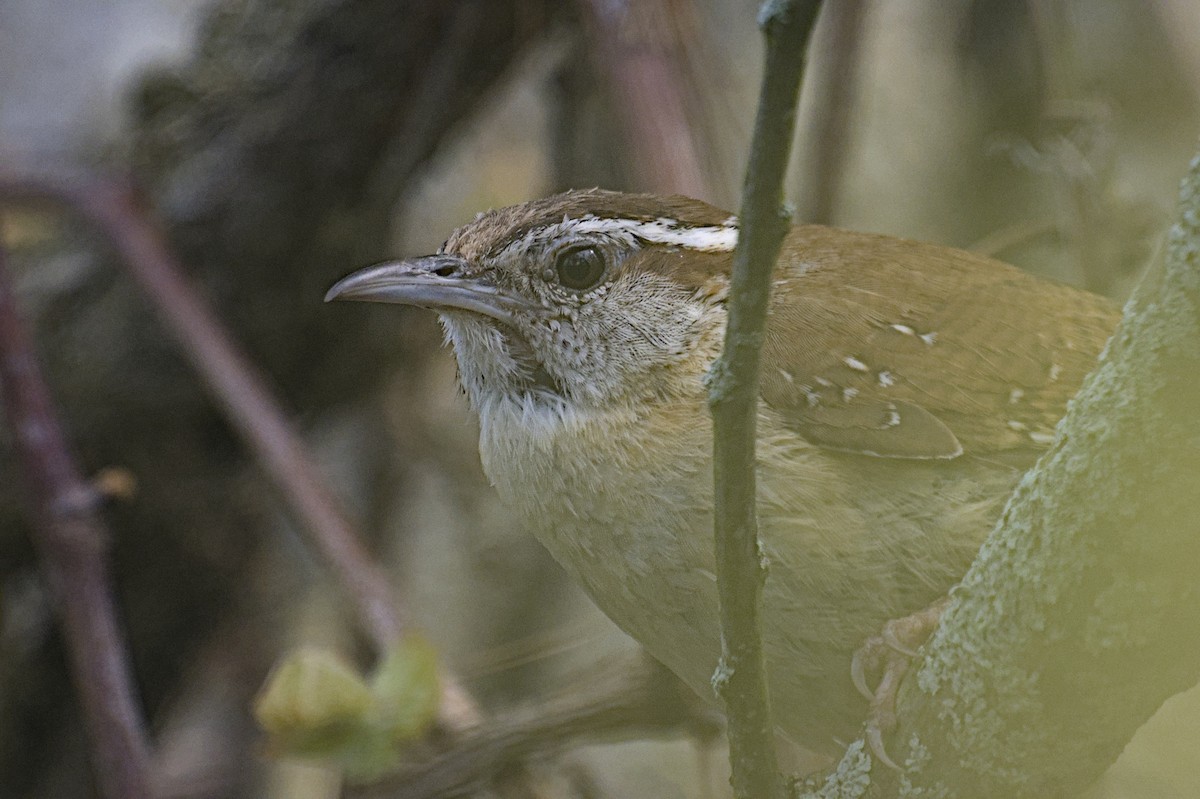 Carolina Wren - ML641753080