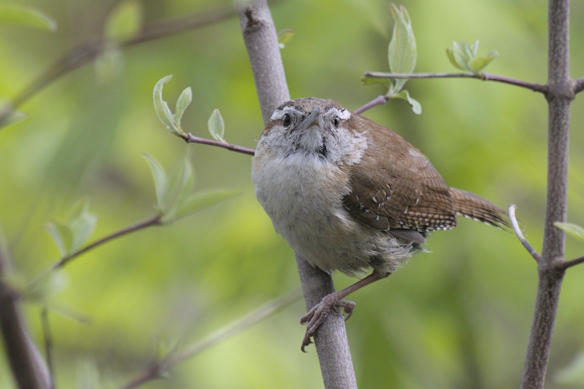 Carolina Wren - ML641753081