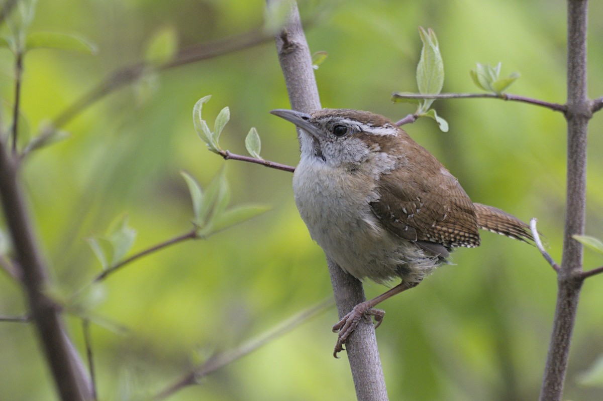 Carolina Wren - ML641753082