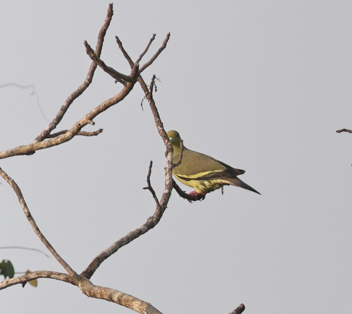 橙胸綠鳩 - ML641753094