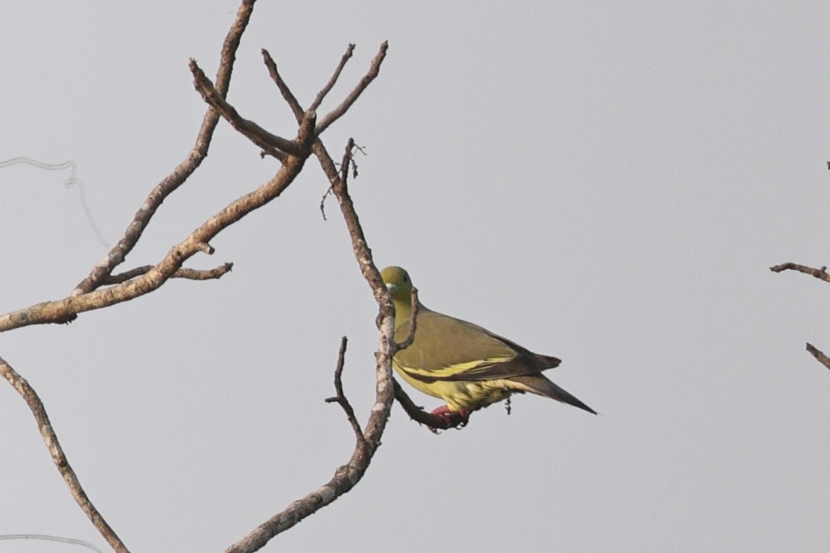 橙胸綠鳩 - ML641753095