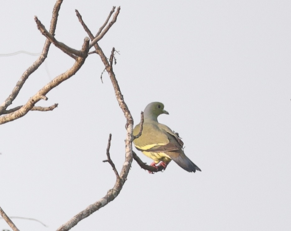 橙胸綠鳩 - ML641753096