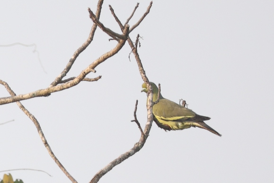 橙胸綠鳩 - ML641753097