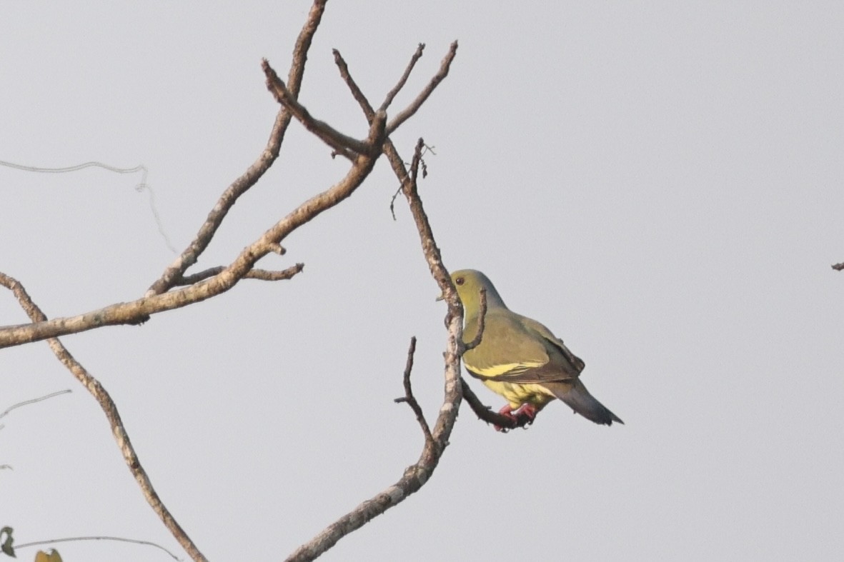 橙胸綠鳩 - ML641753098