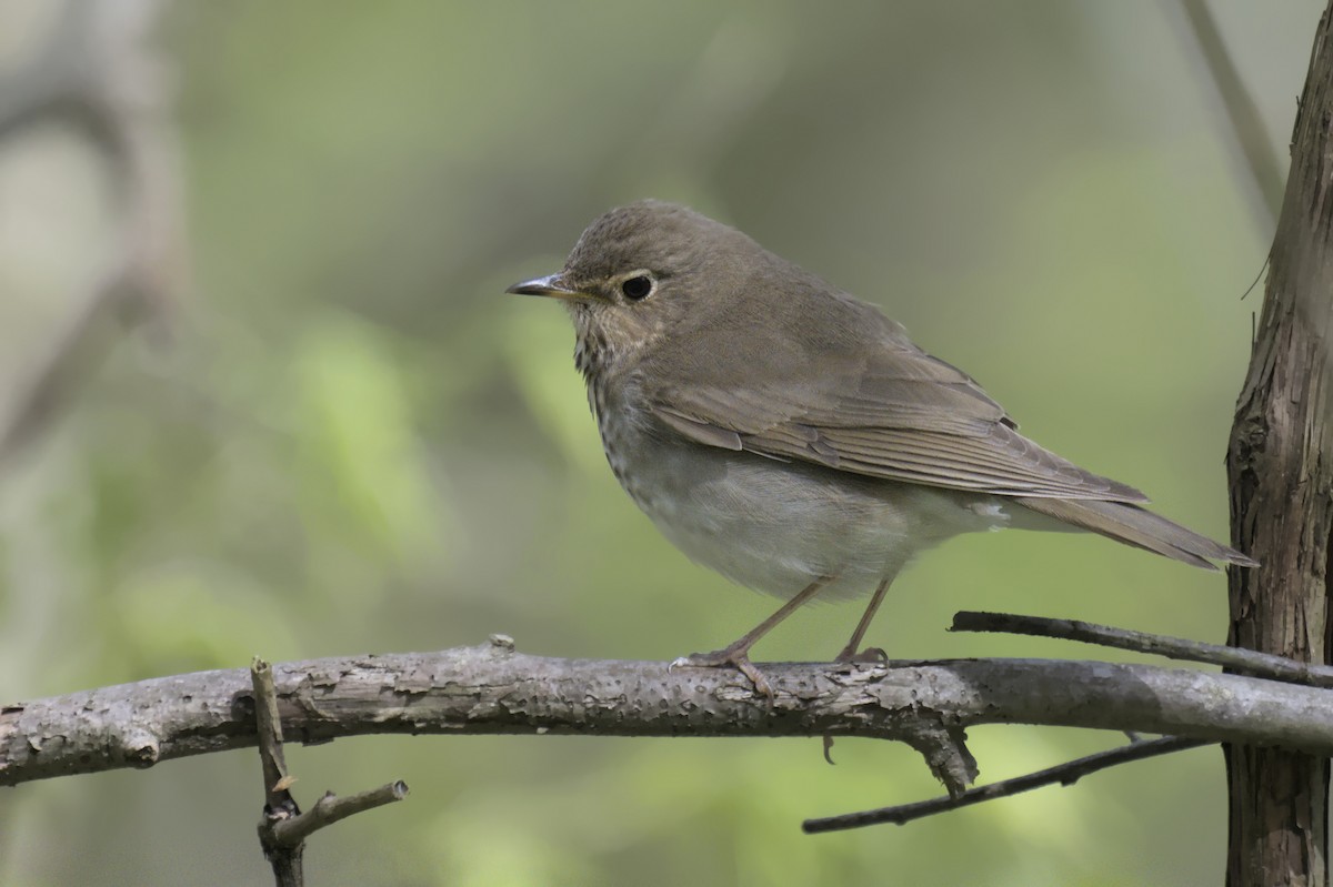 Swainson's Thrush - ML641753113