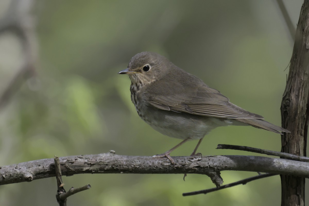 Swainson's Thrush - ML641753114