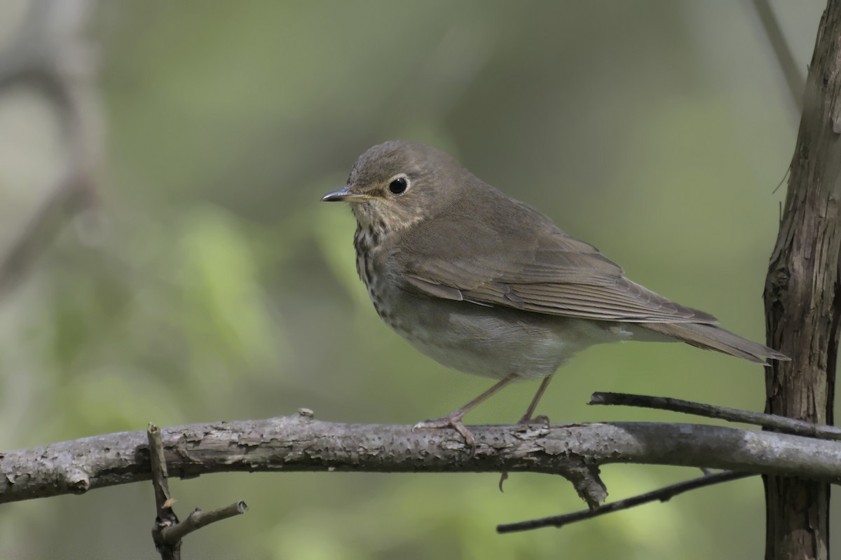 Swainson's Thrush - ML641753116