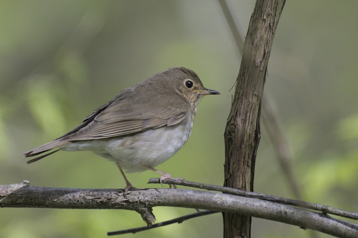 Swainson's Thrush - ML641753117