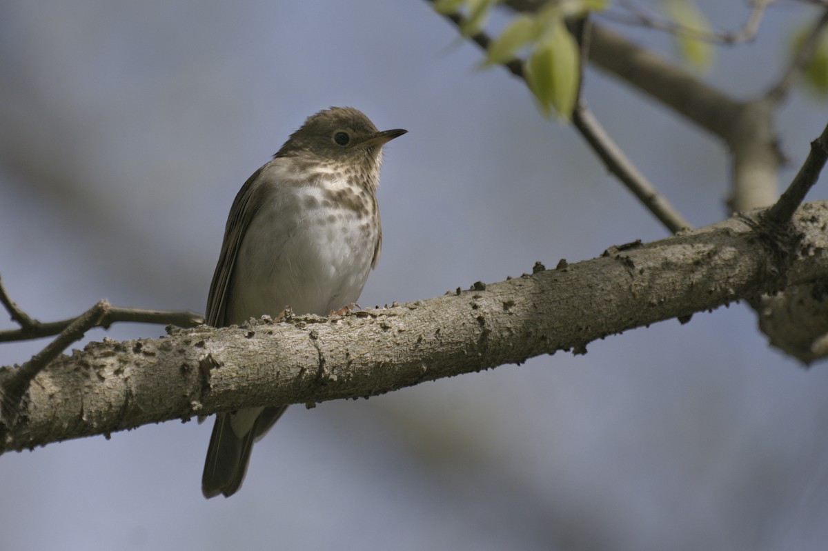 Swainson's Thrush - ML641753118