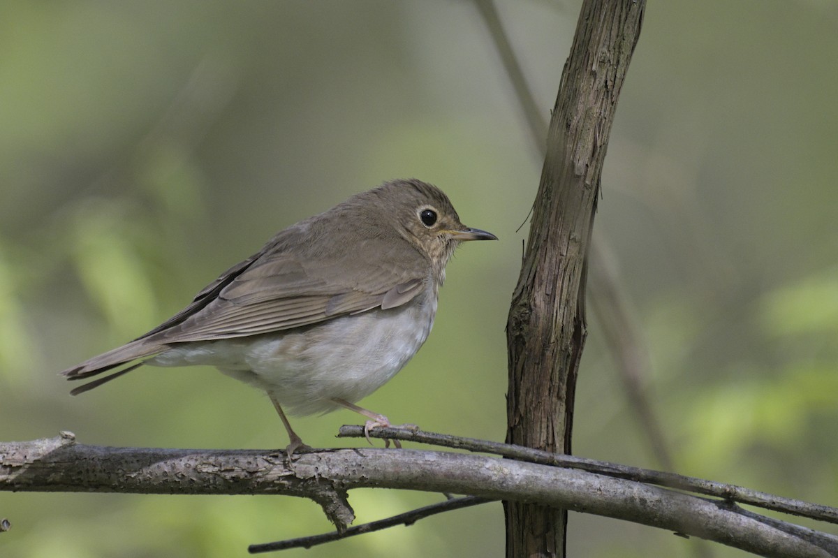 Swainson's Thrush - ML641753119