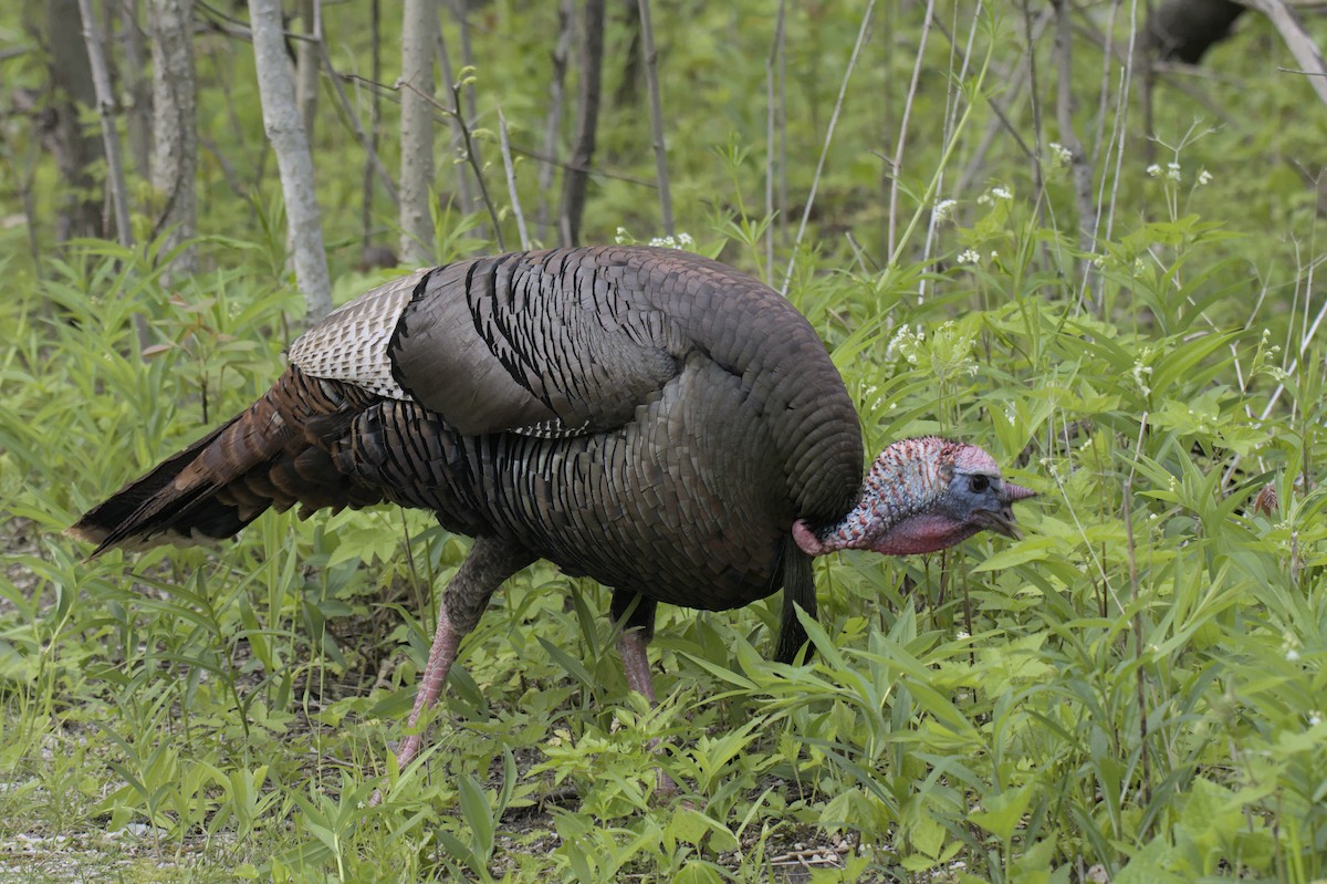Wild Turkey - ML641753128