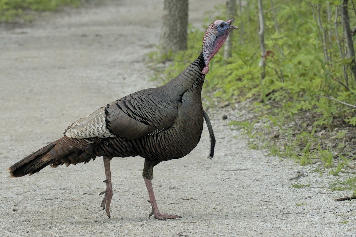 Wild Turkey - ML641753129